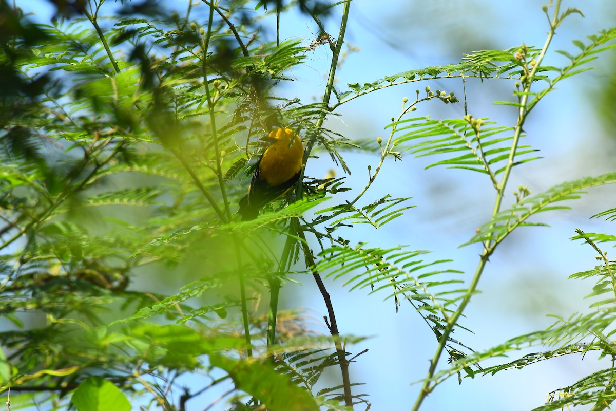 Yellow Oriole - ML606036121