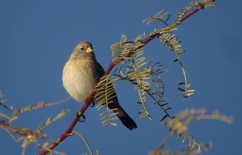 Band-tailed Seedeater - ML606037651