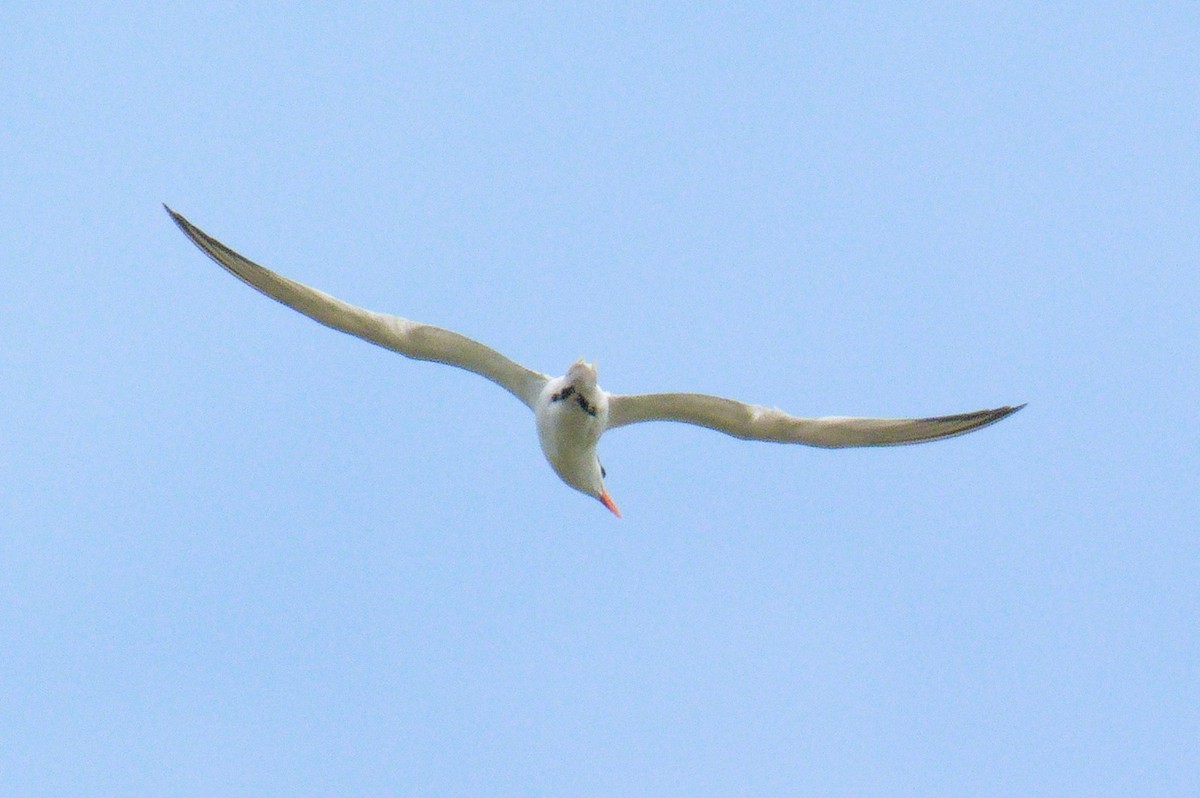 Royal Tern - ML606037711