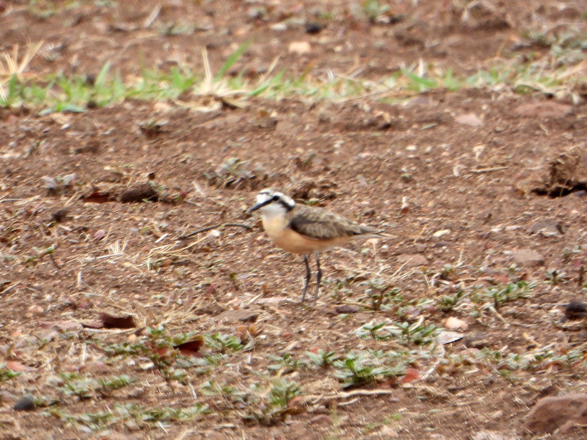 Kittlitz's Plover - ML606037831