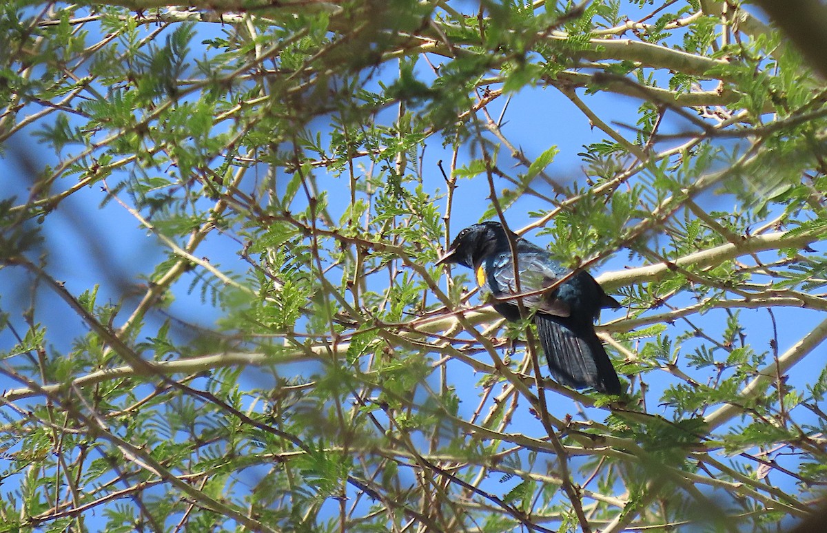 Black Cuckooshrike - ML606038901