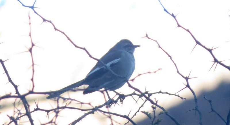 White-banded Mockingbird - ML606040191