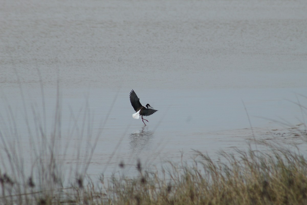 Black-necked Stilt - ML606040821