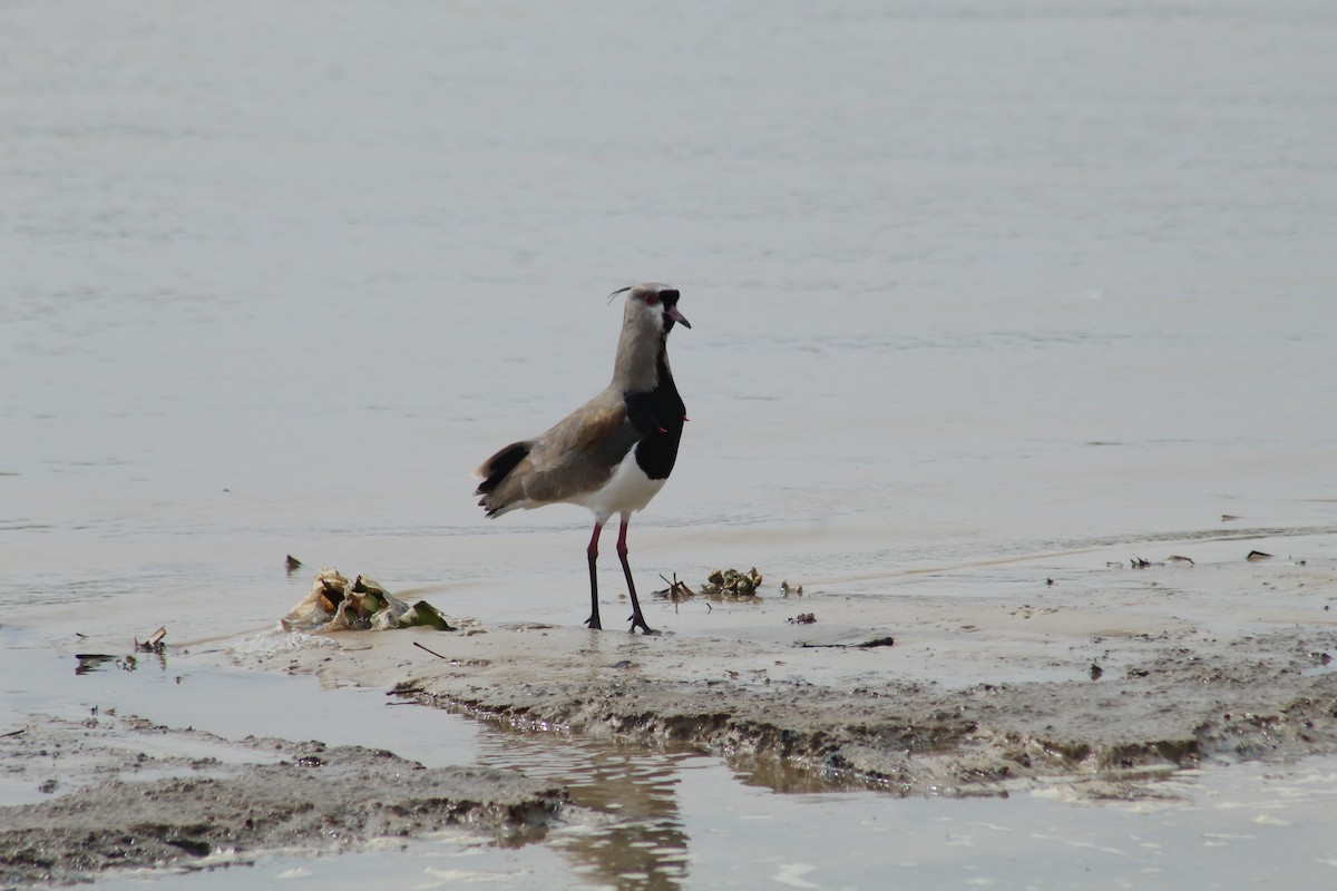 Southern Lapwing - ML606040921