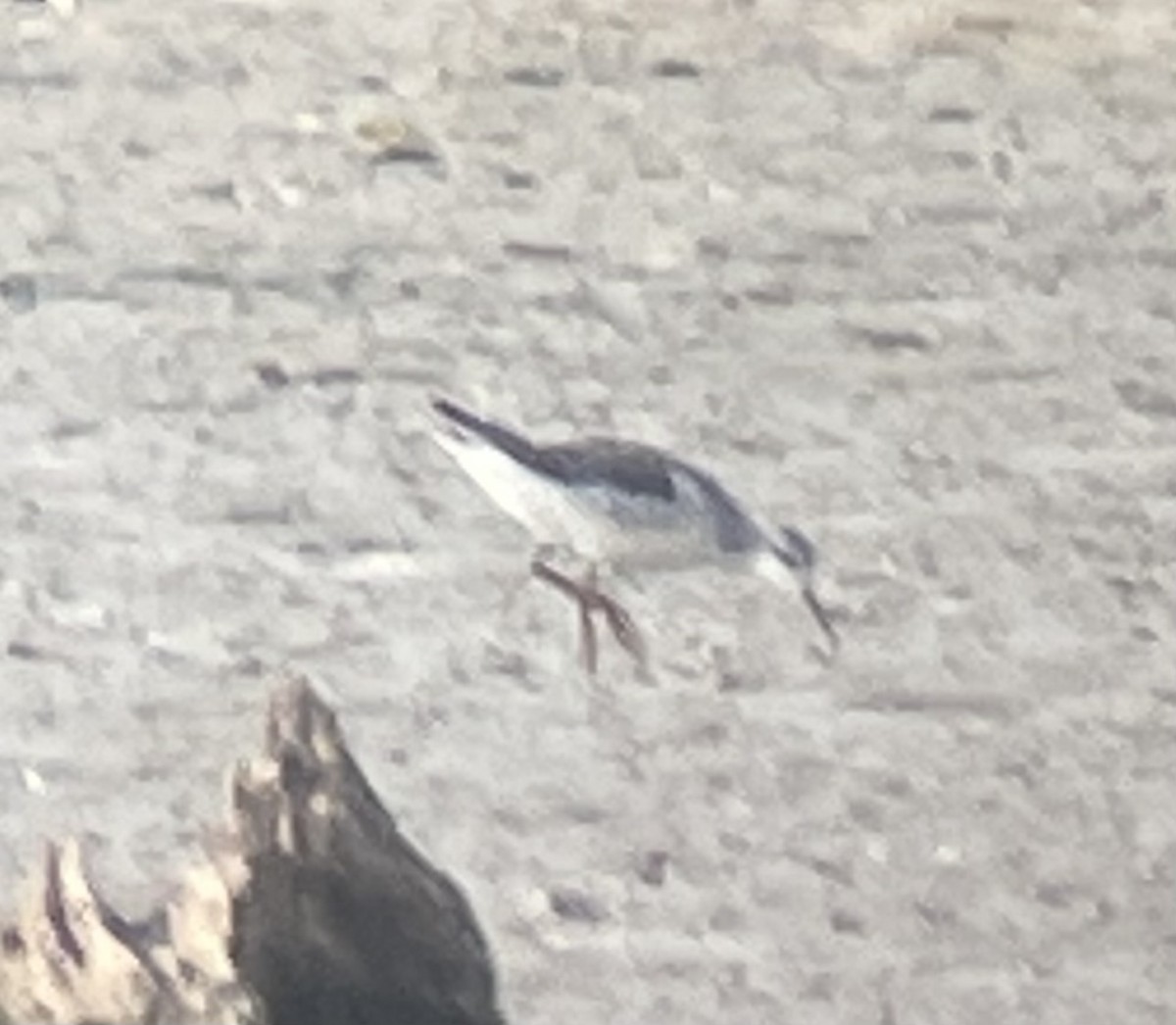 Wilson's Phalarope - ML606041121