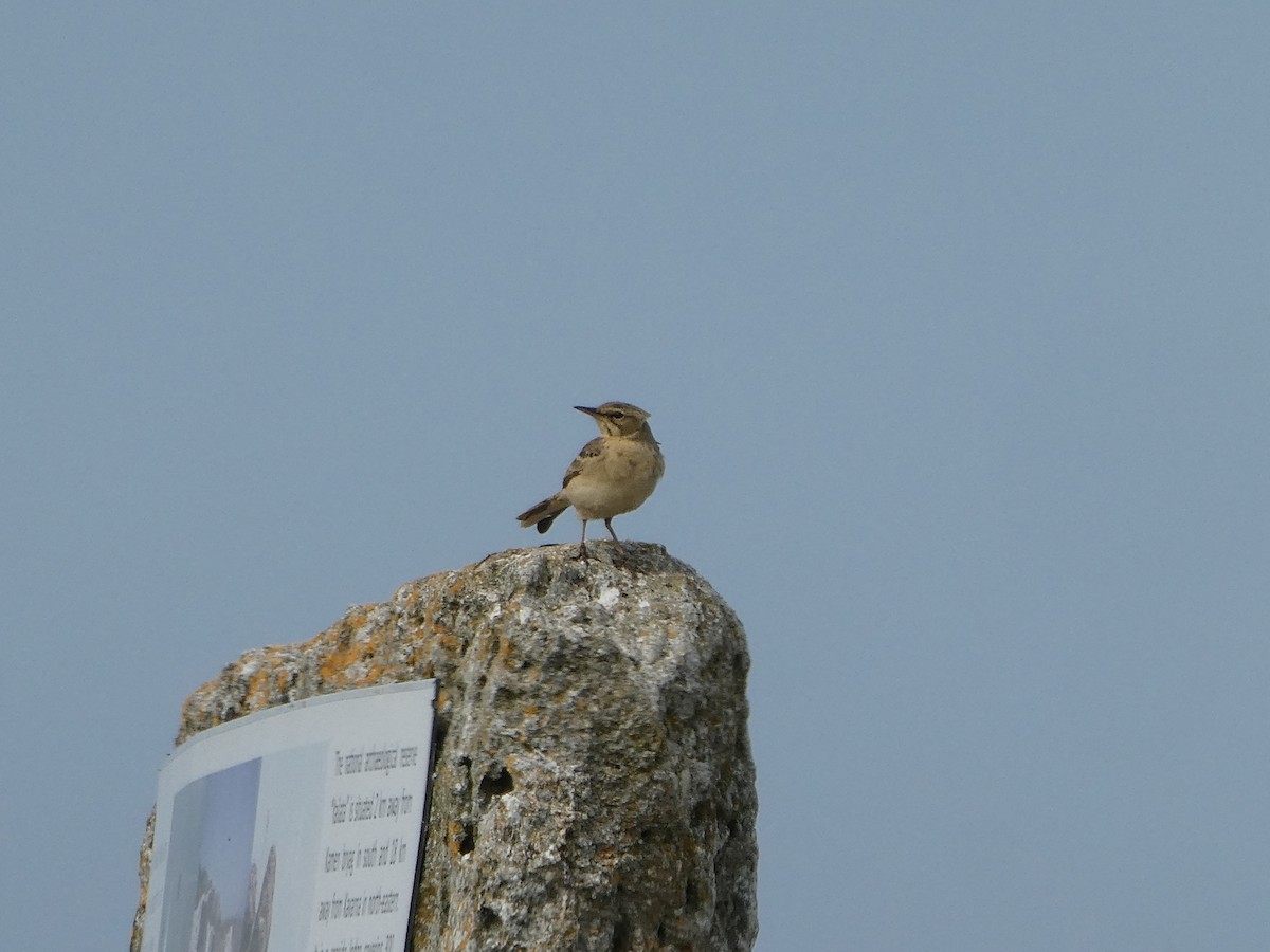 Tawny Pipit - ML606041711