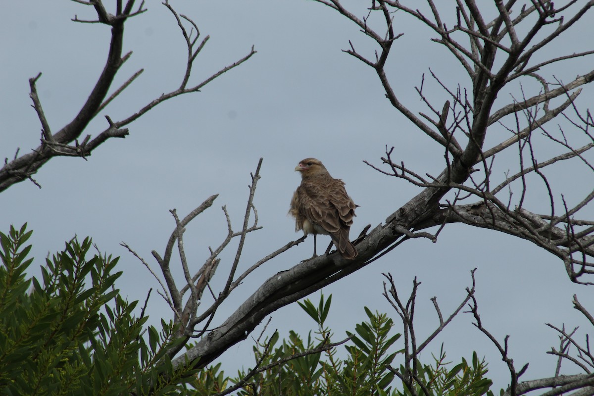 Chimango Caracara - ML606041821