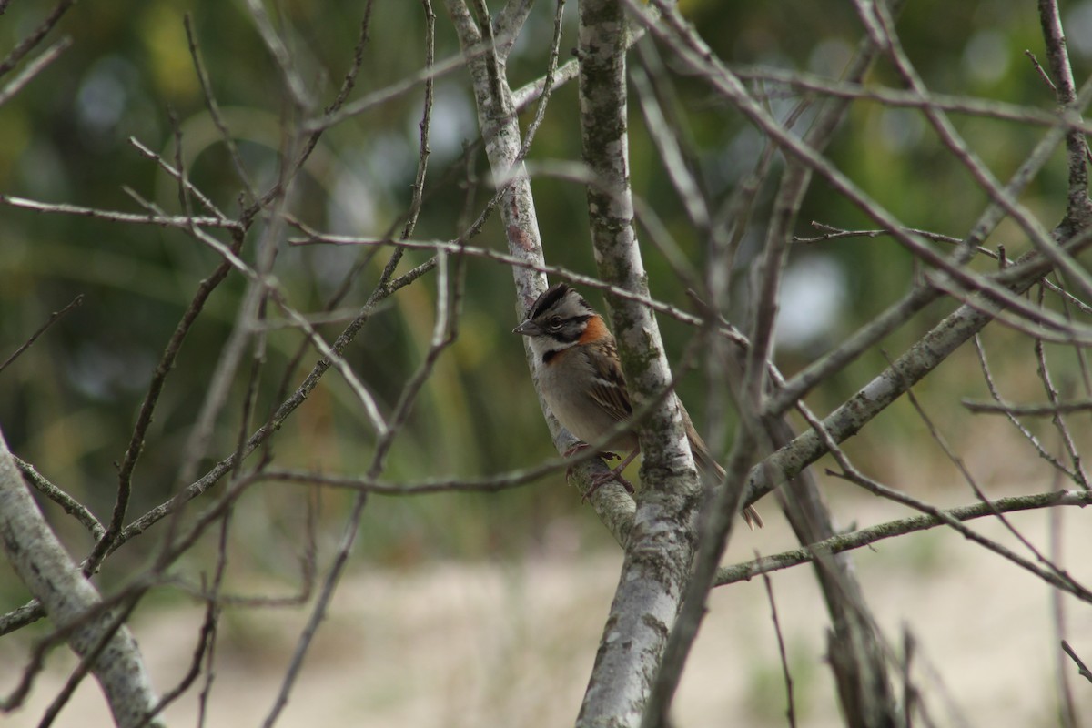 Rufous-collared Sparrow - ML606042361