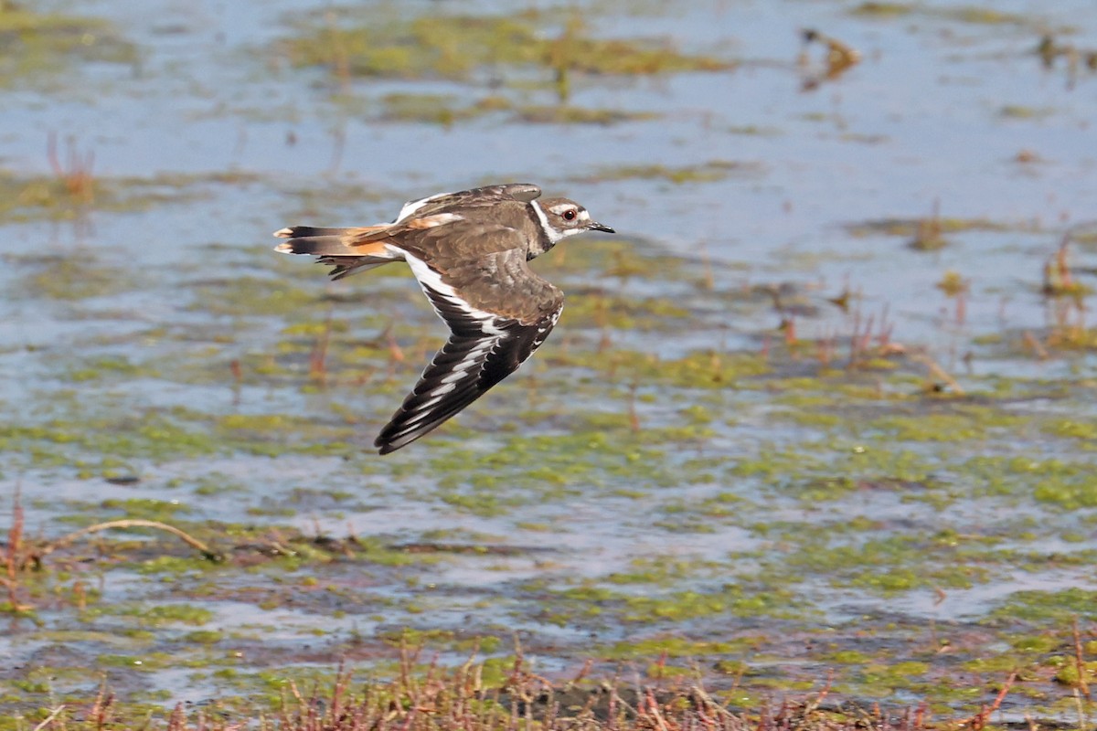 Killdeer - ML606043931