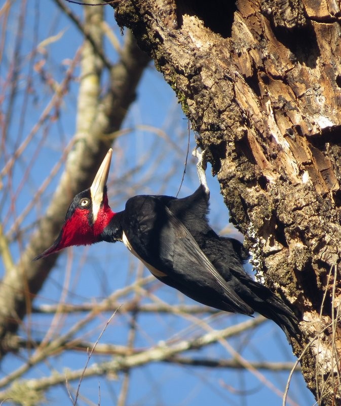 Cream-backed Woodpecker - Germán Gil