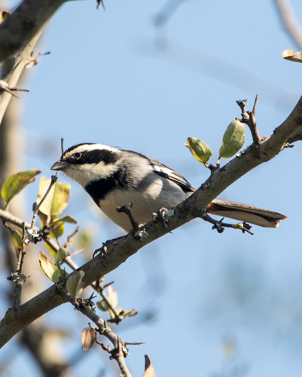 Ringed Warbling Finch - ML606044081