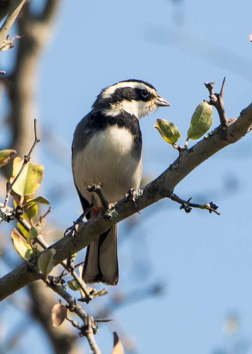 Ringed Warbling Finch - ML606044091