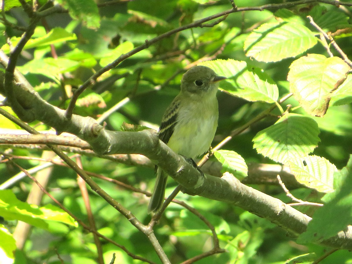 Yellow-bellied Flycatcher - ML606044191