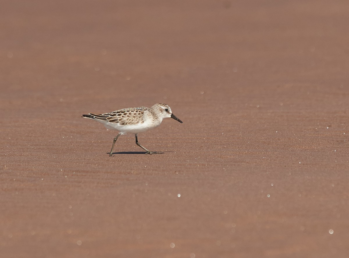 Semipalmated Sandpiper - ML606044221