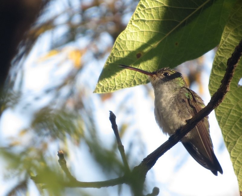 kolibřík bělobřichý - ML606044611