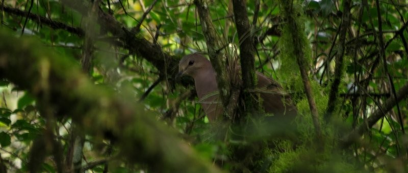 Large-tailed Dove - Germán Gil