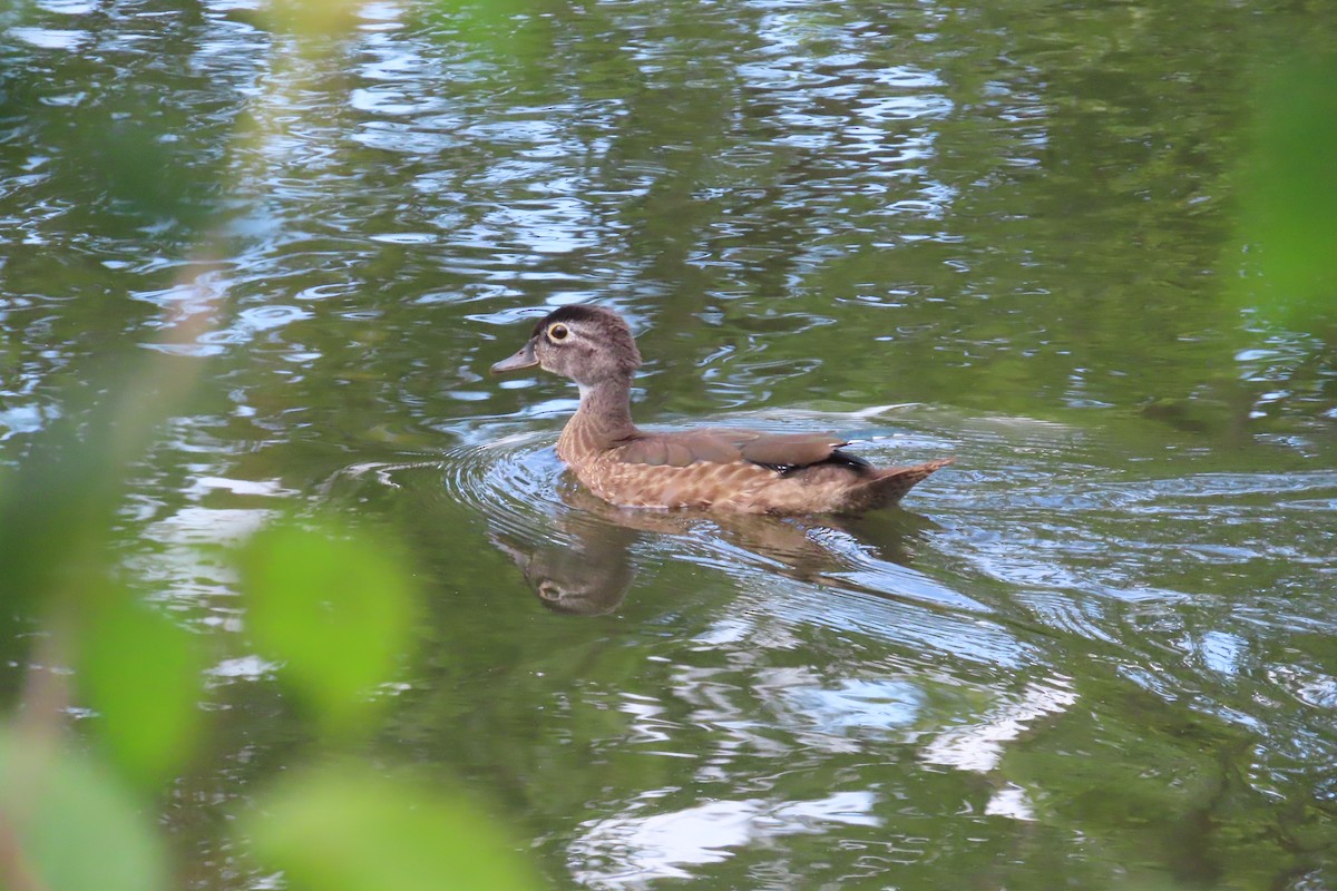 Ahate karolinarra - ML606045311