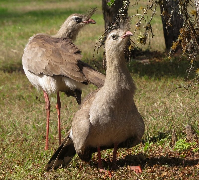 Red-legged Seriema - Germán Gil