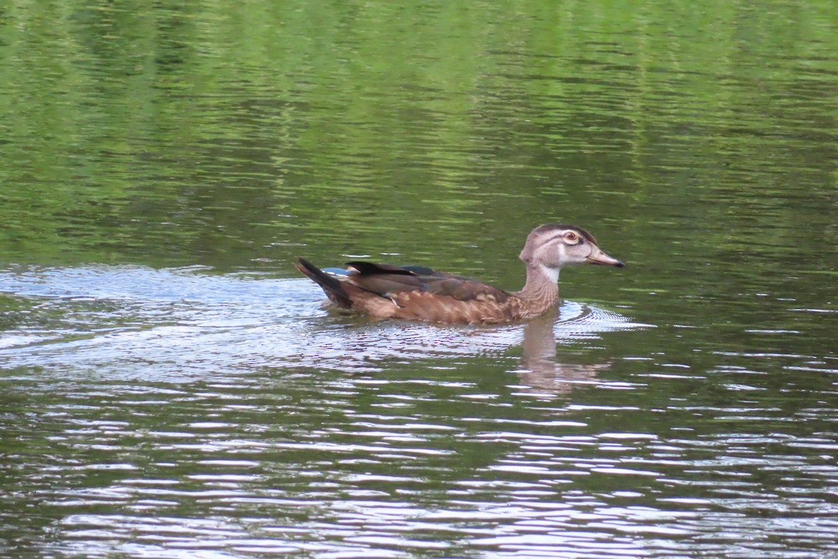 Ahate karolinarra - ML606045391