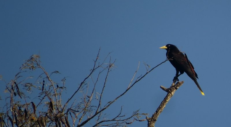 Crested Oropendola - Germán Gil