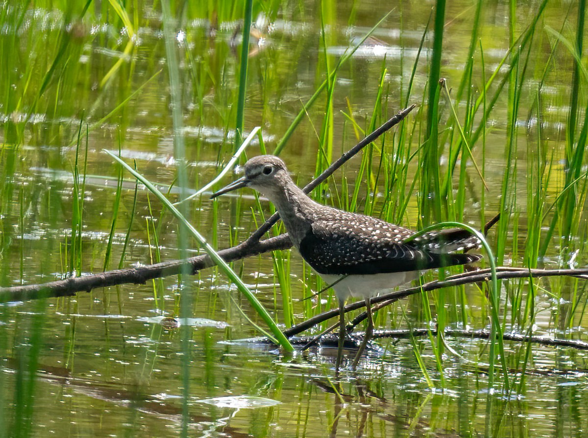 Solitary Sandpiper - ML606047451