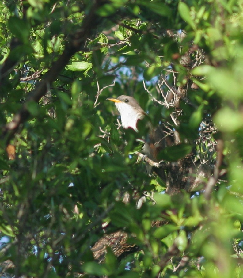 Yellow-billed Cuckoo - Matthew Bowman