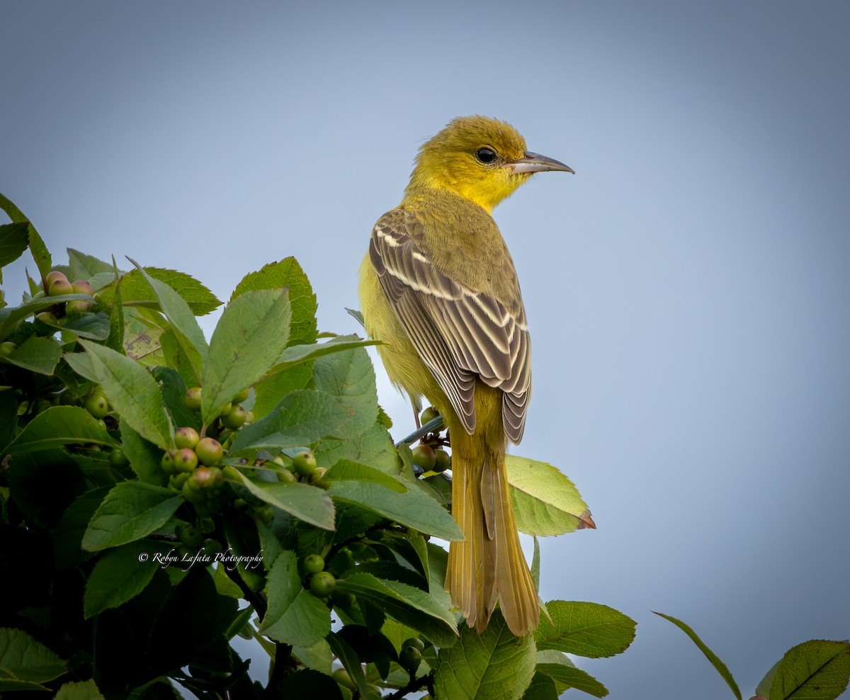 Orchard Oriole - ML606047811