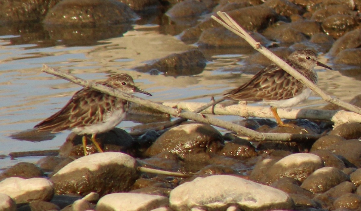 Least Sandpiper - ML606047851