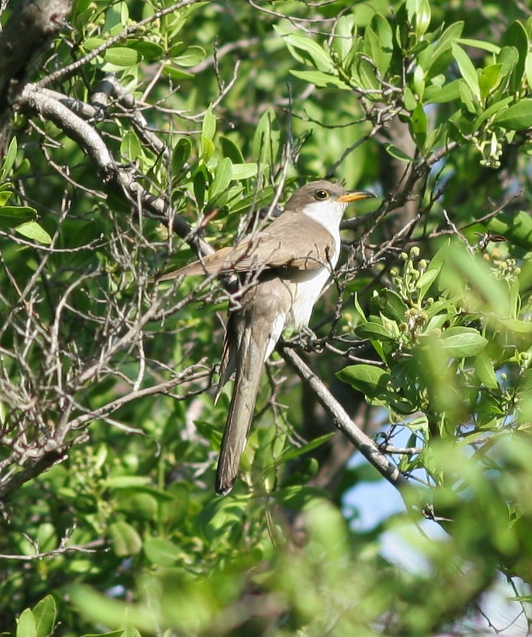 Yellow-billed Cuckoo - Matthew Bowman