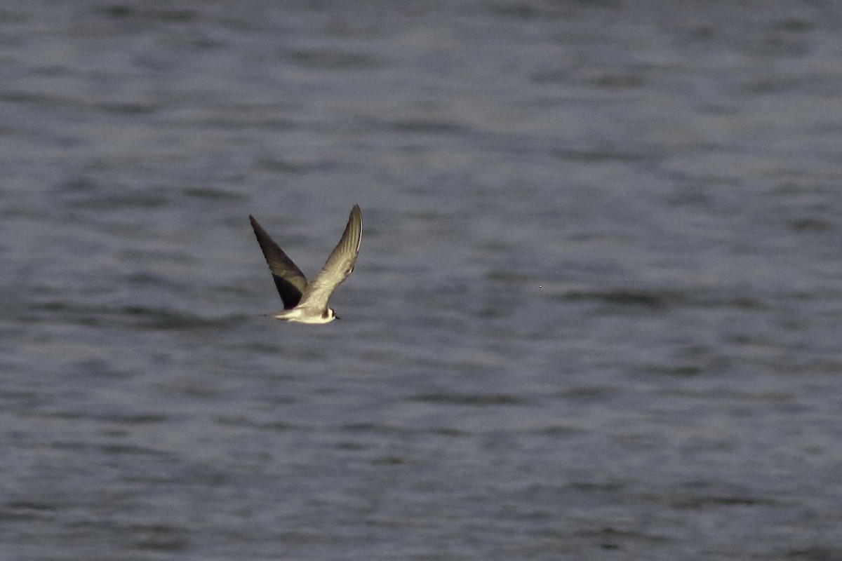 Black Tern - Linda Chittum