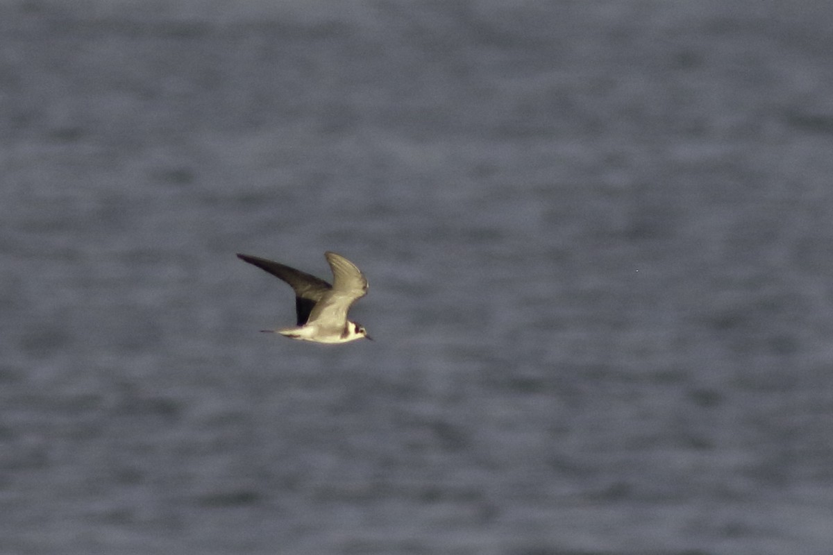 Black Tern - ML606048131