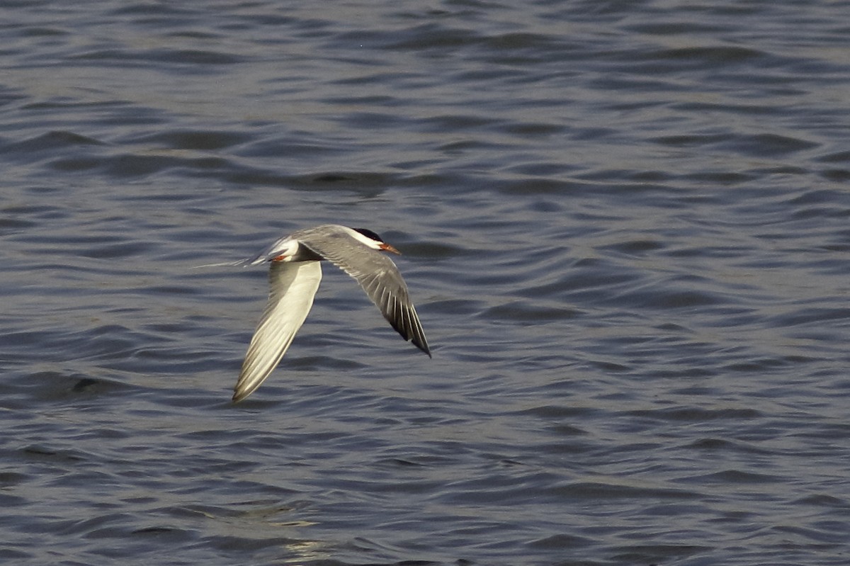 Common Tern - ML606048491