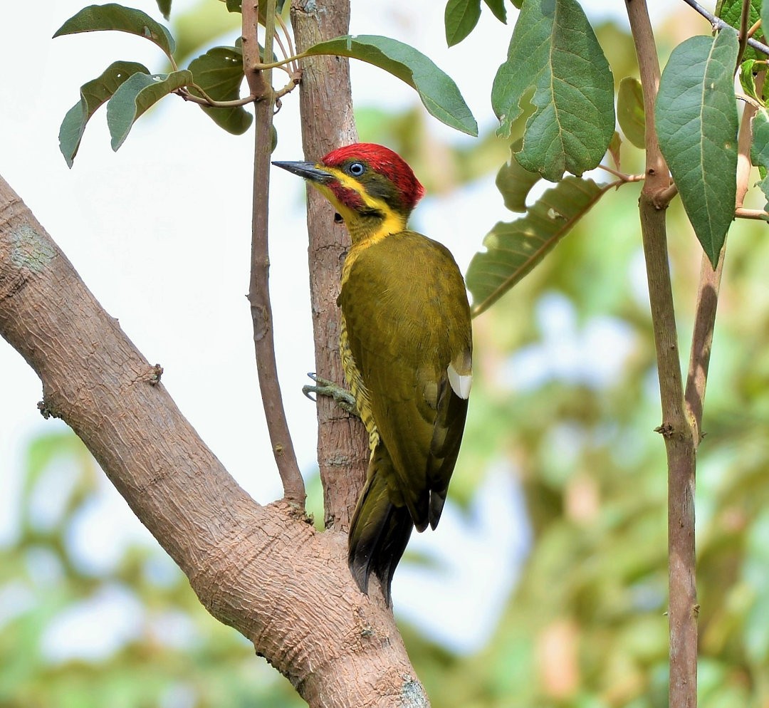 Golden-green Woodpecker - ML606048821