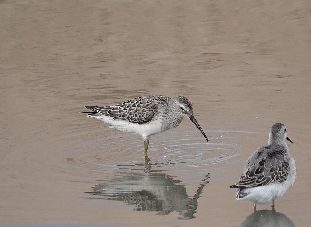 Stilt Sandpiper - ML606049571