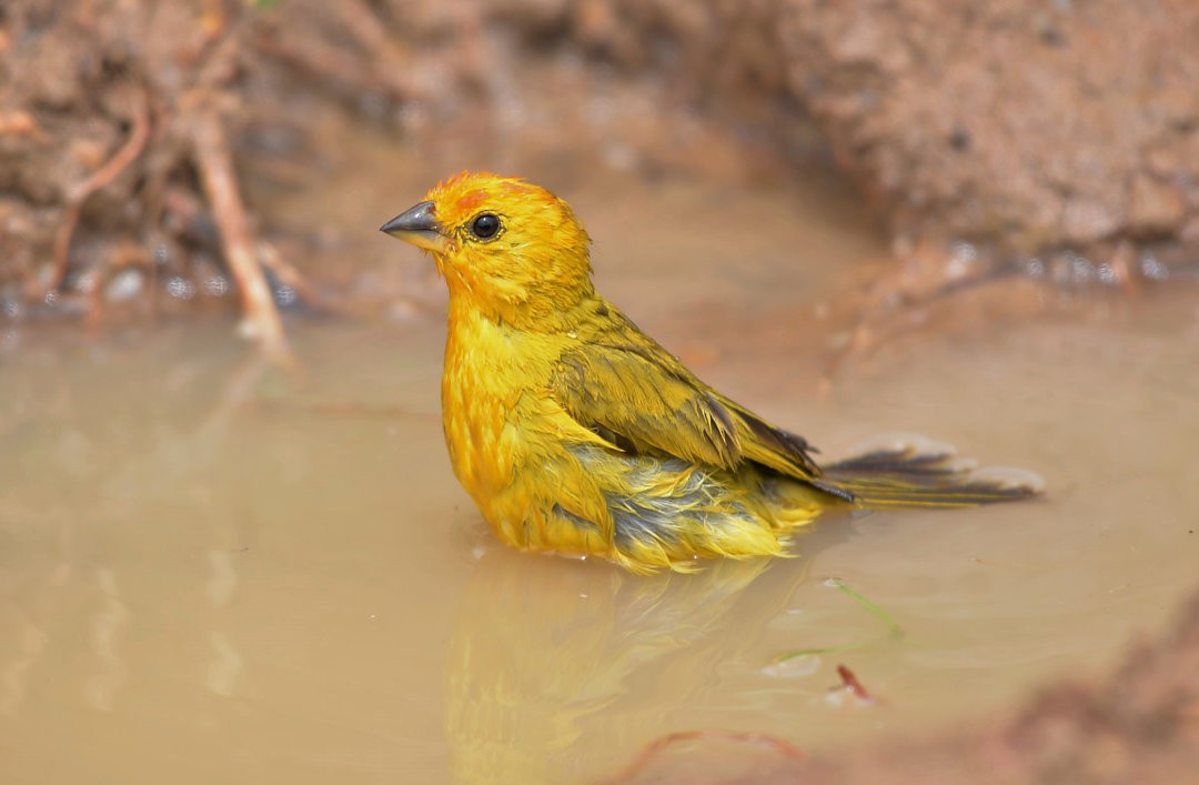 Saffron Finch - ML606049681