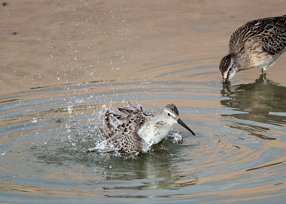 Stilt Sandpiper - ML606049741