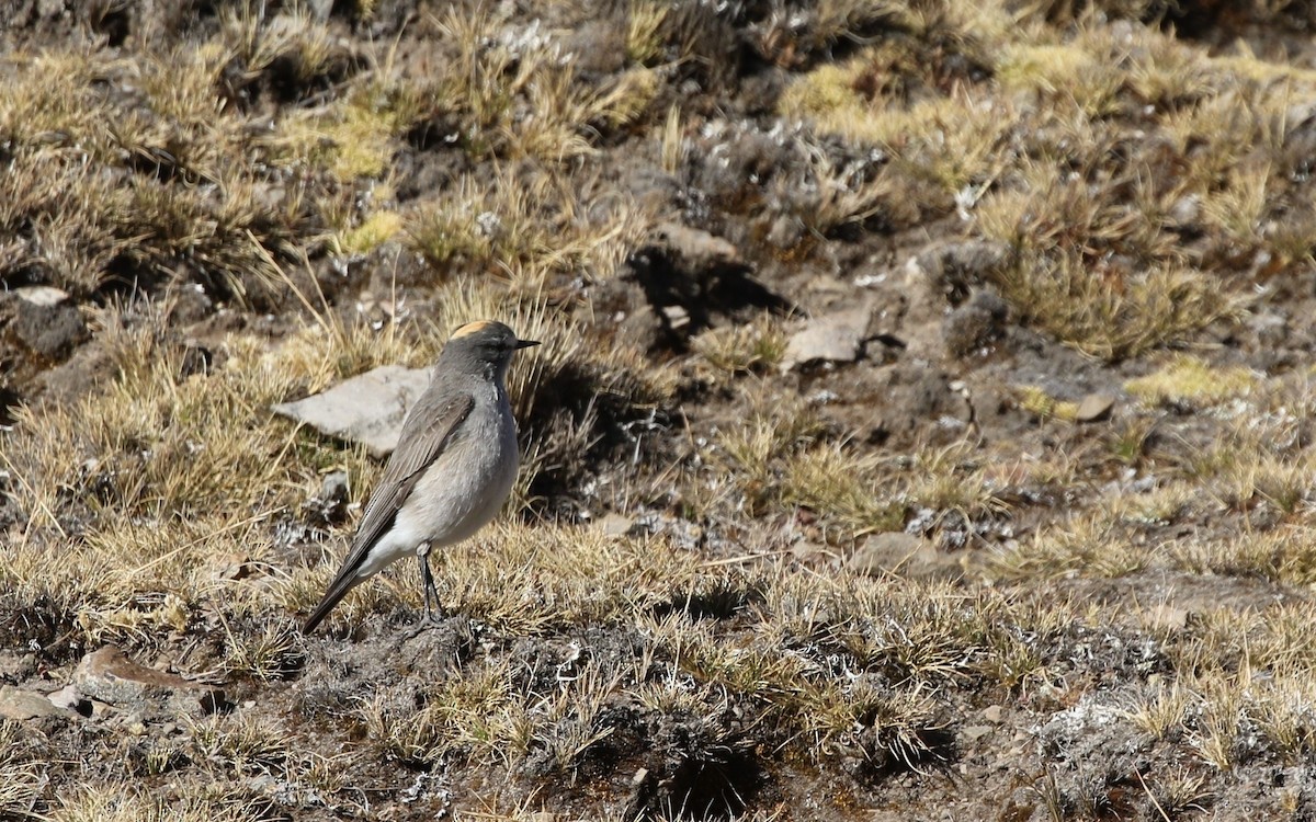 Ochre-naped Ground-Tyrant - ML606051221