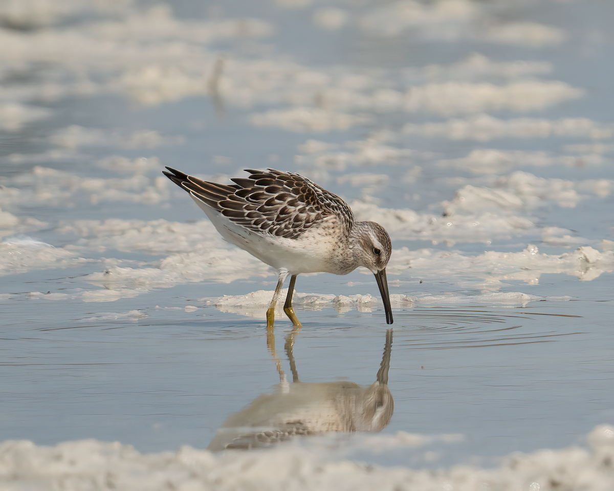 Stilt Sandpiper - ML606051351