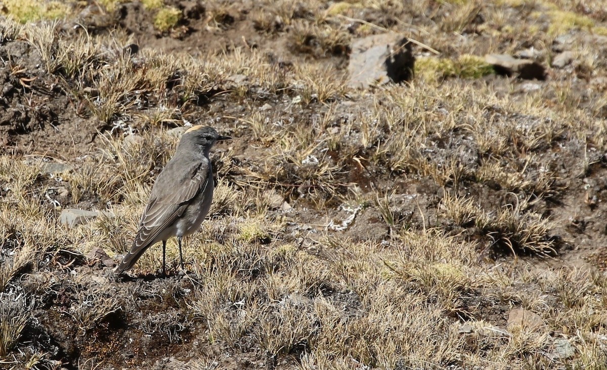 Ochre-naped Ground-Tyrant - ML606051371