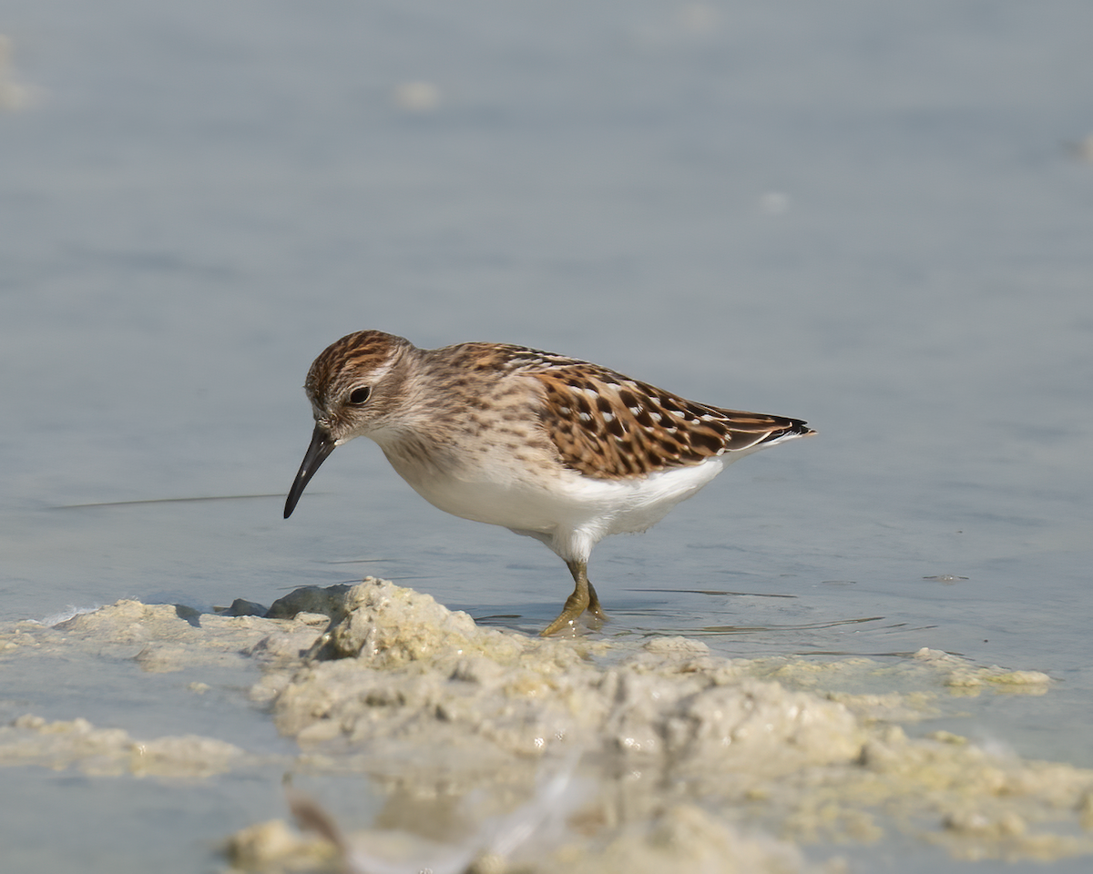 Least Sandpiper - ML606051441