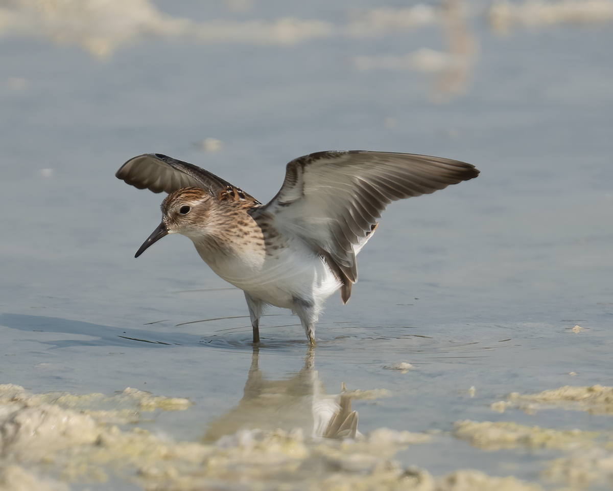 Least Sandpiper - ML606051451