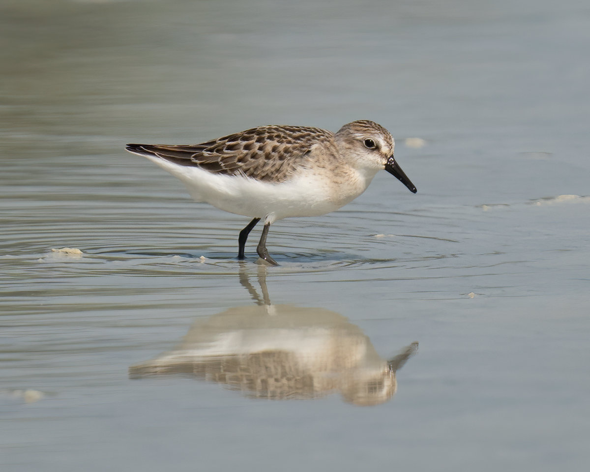 Semipalmated Sandpiper - ML606051491