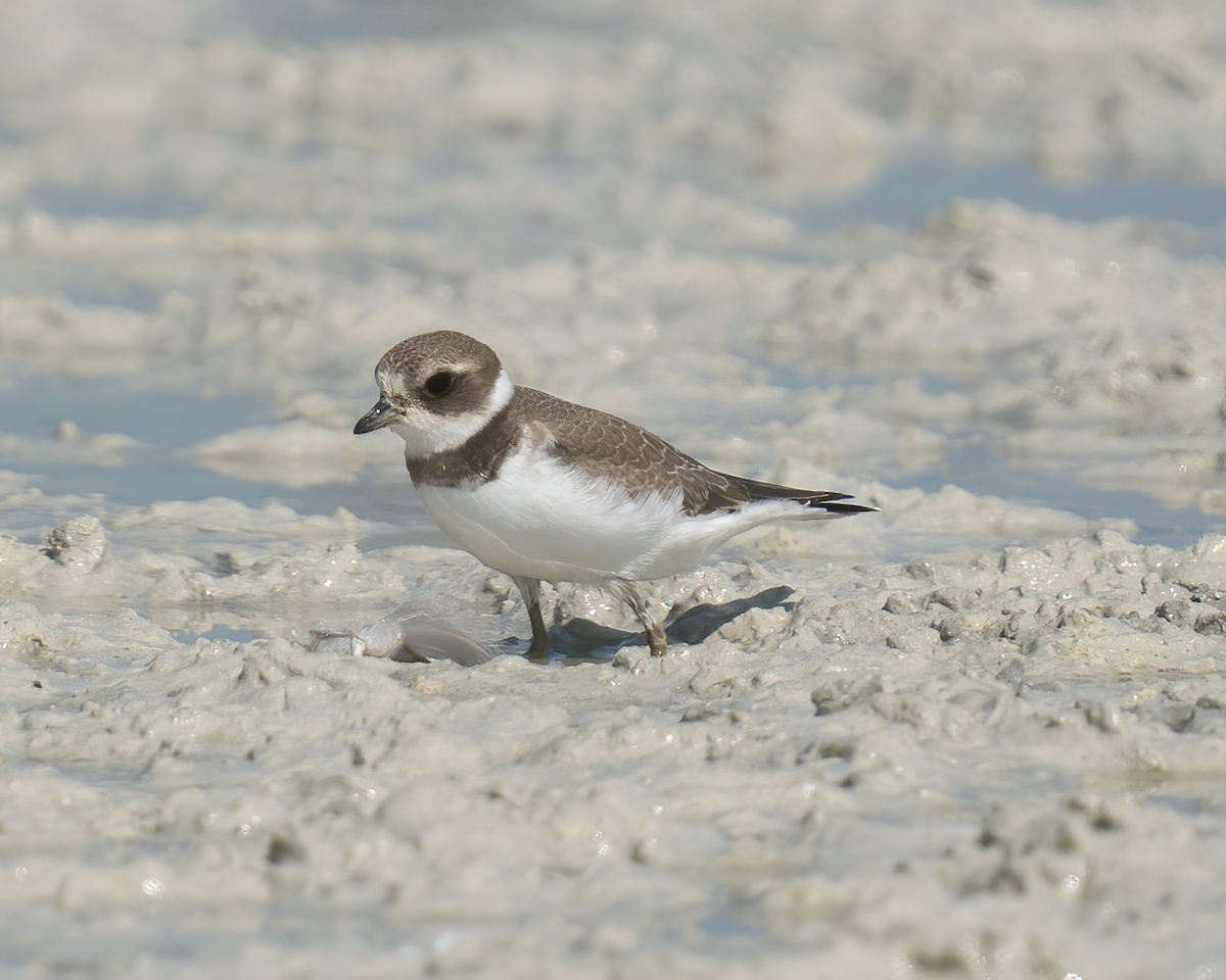 Semipalmated Plover - ML606051641