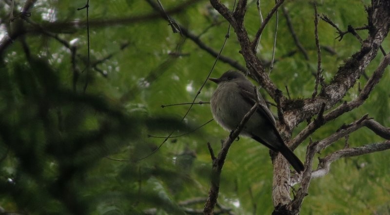 Smoke-colored Pewee - ML606052191