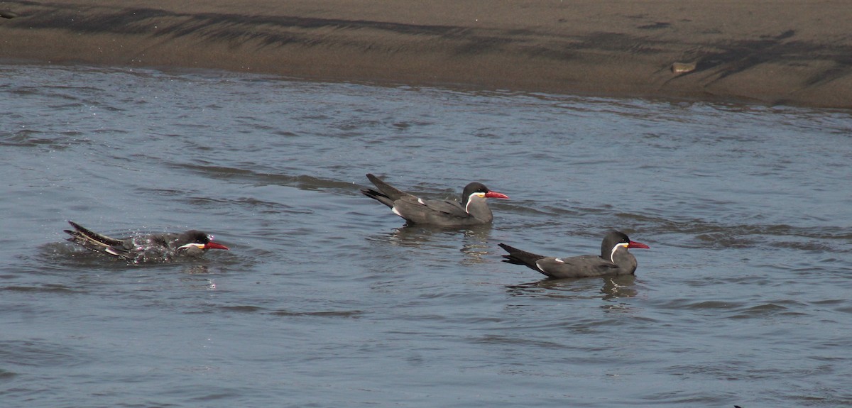 Inca Tern - ML606052321