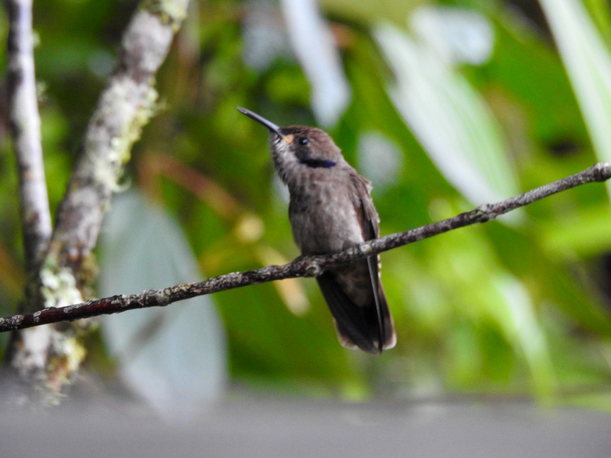 Brown Violetear - Fabian Torres