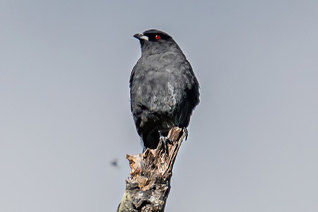 Cotinga Crestirrojo - ML606053351