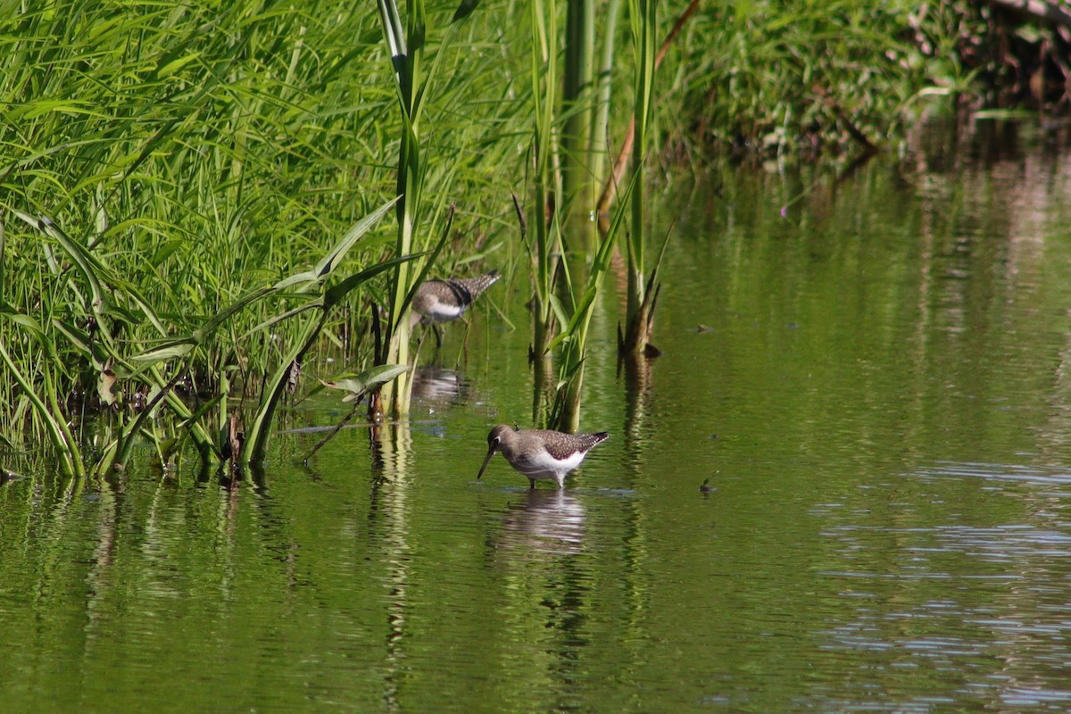 Solitary Sandpiper - ML606053441