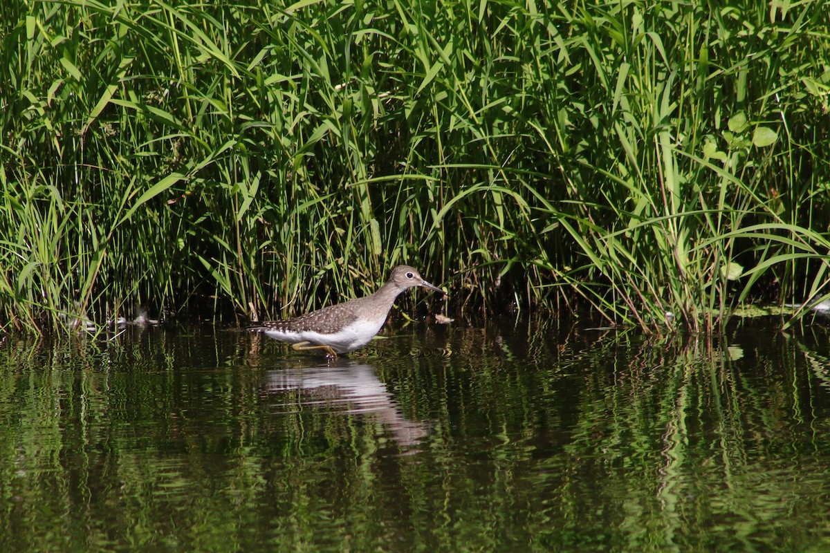 Solitary Sandpiper - ML606053451