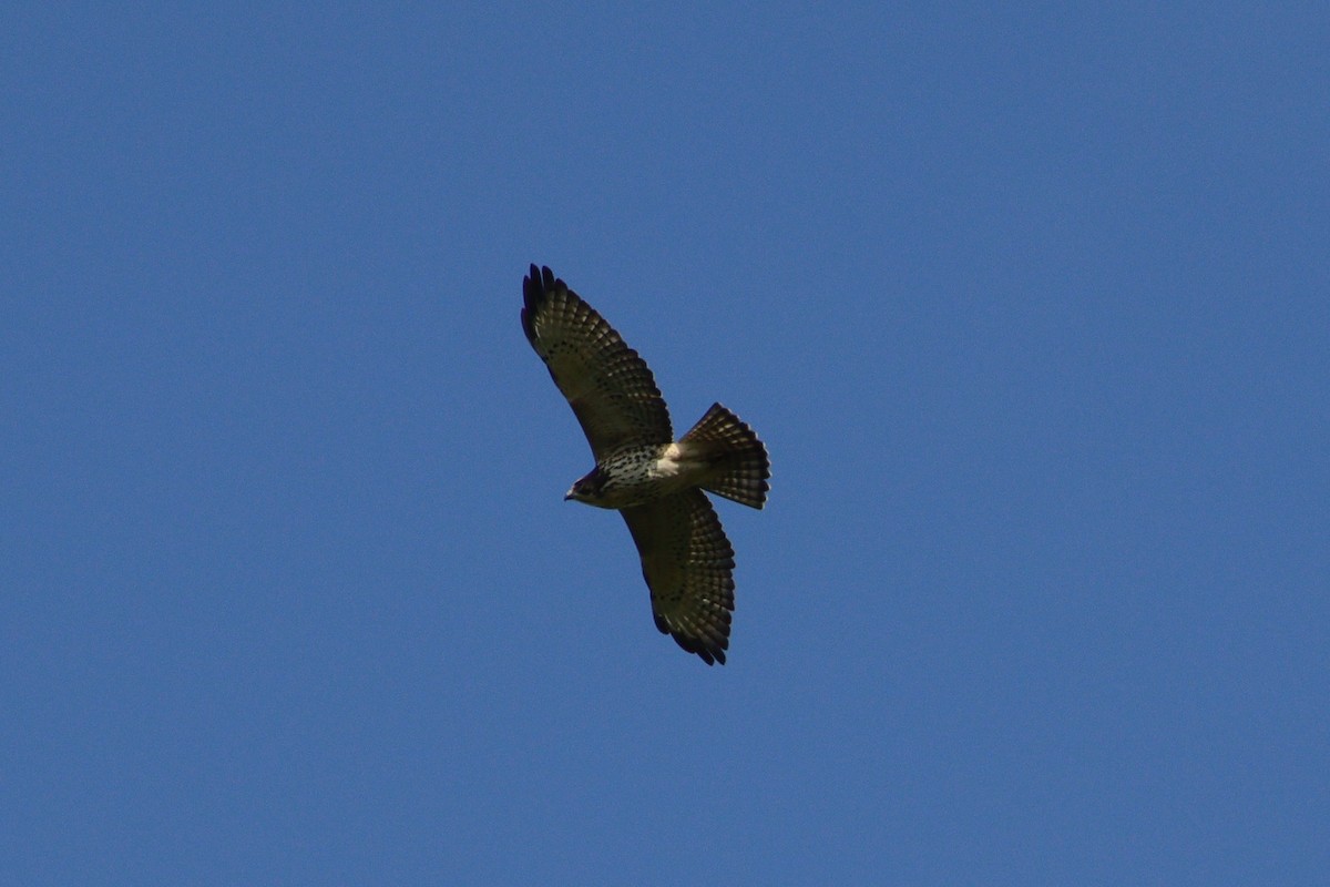 Broad-winged Hawk - ML606053651